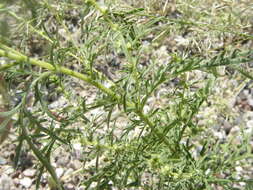 Image of ragweed