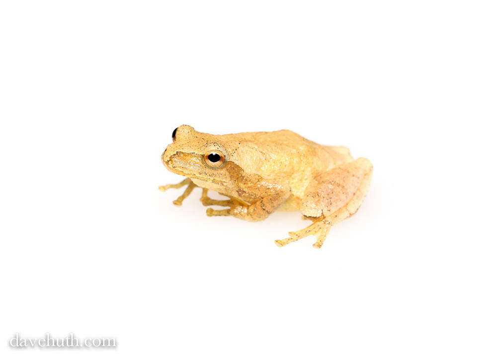 Image of Spring Peeper