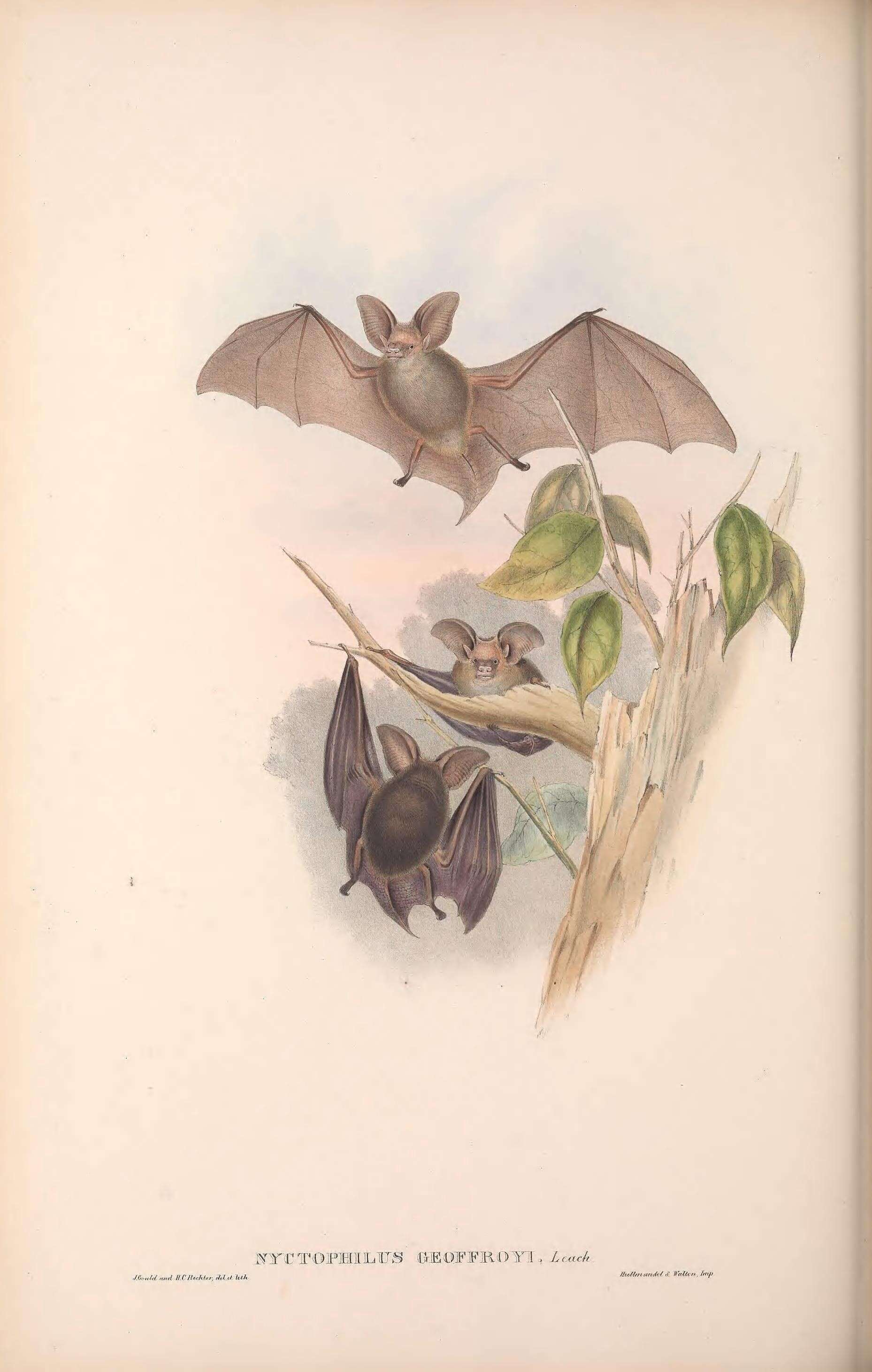 صورة Nyctophilini Peters 1865