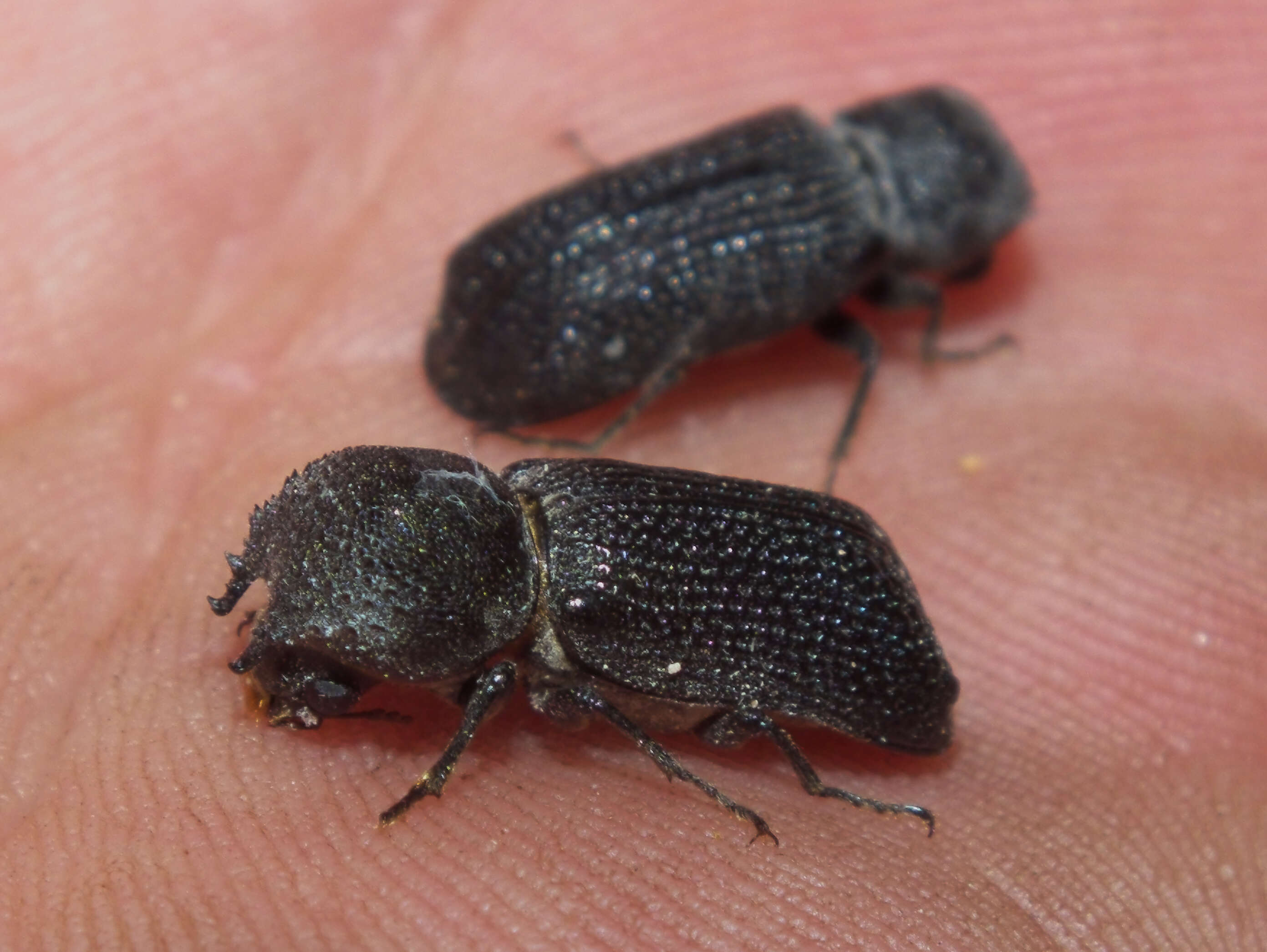 Image of horned powderpost beetles