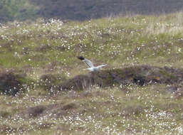 Image of Hen Harrier