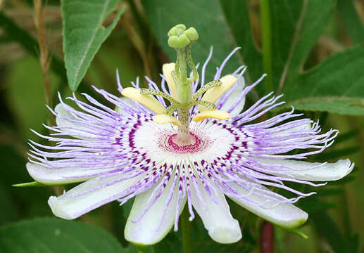 Plancia ëd Passiflora incarnata L.