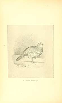 Image of Scaled Quail