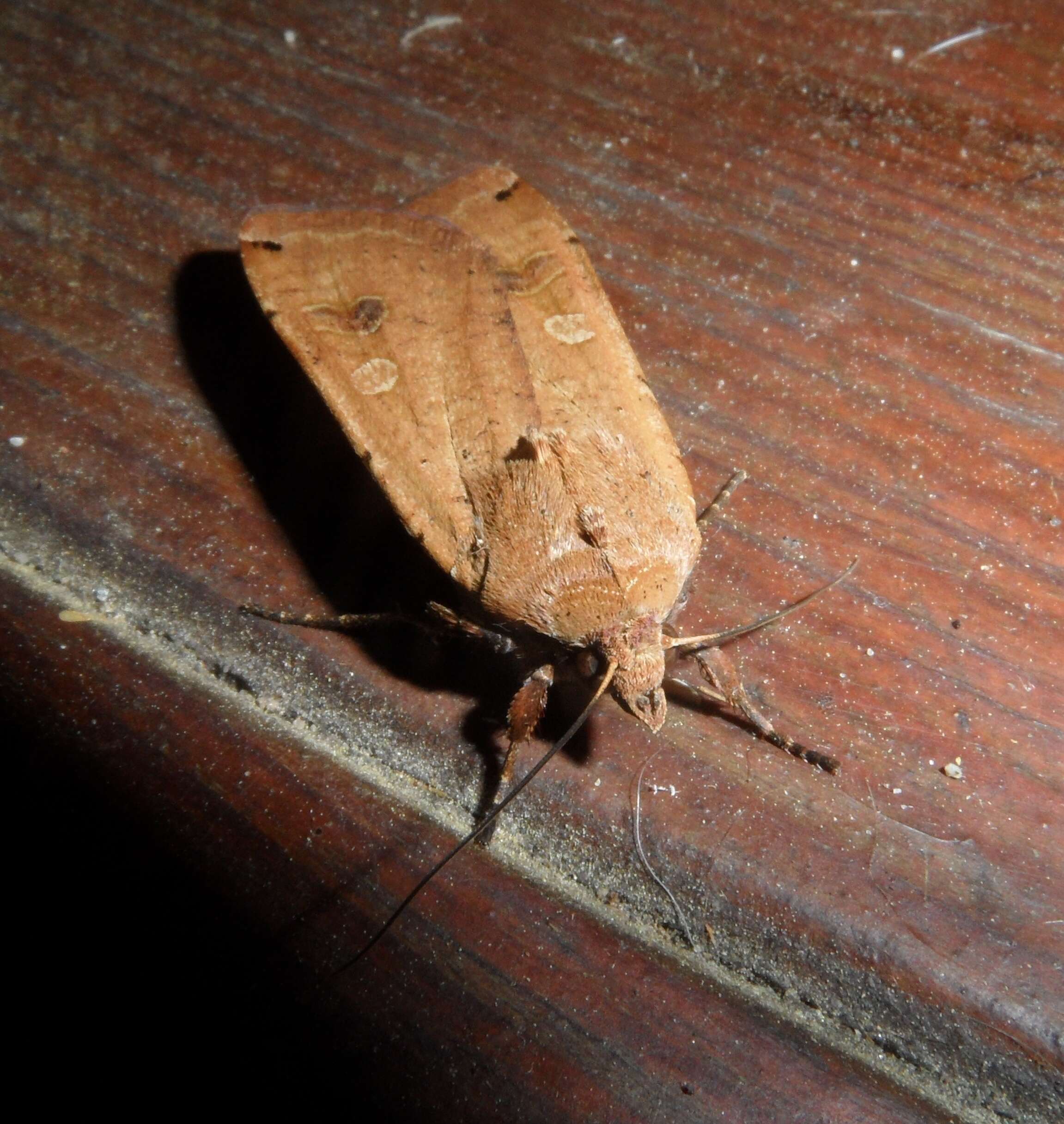 Image of Large Yellow Underwing