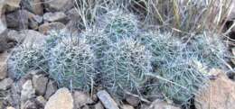 Image de Echinocereus coccineus Engelm.