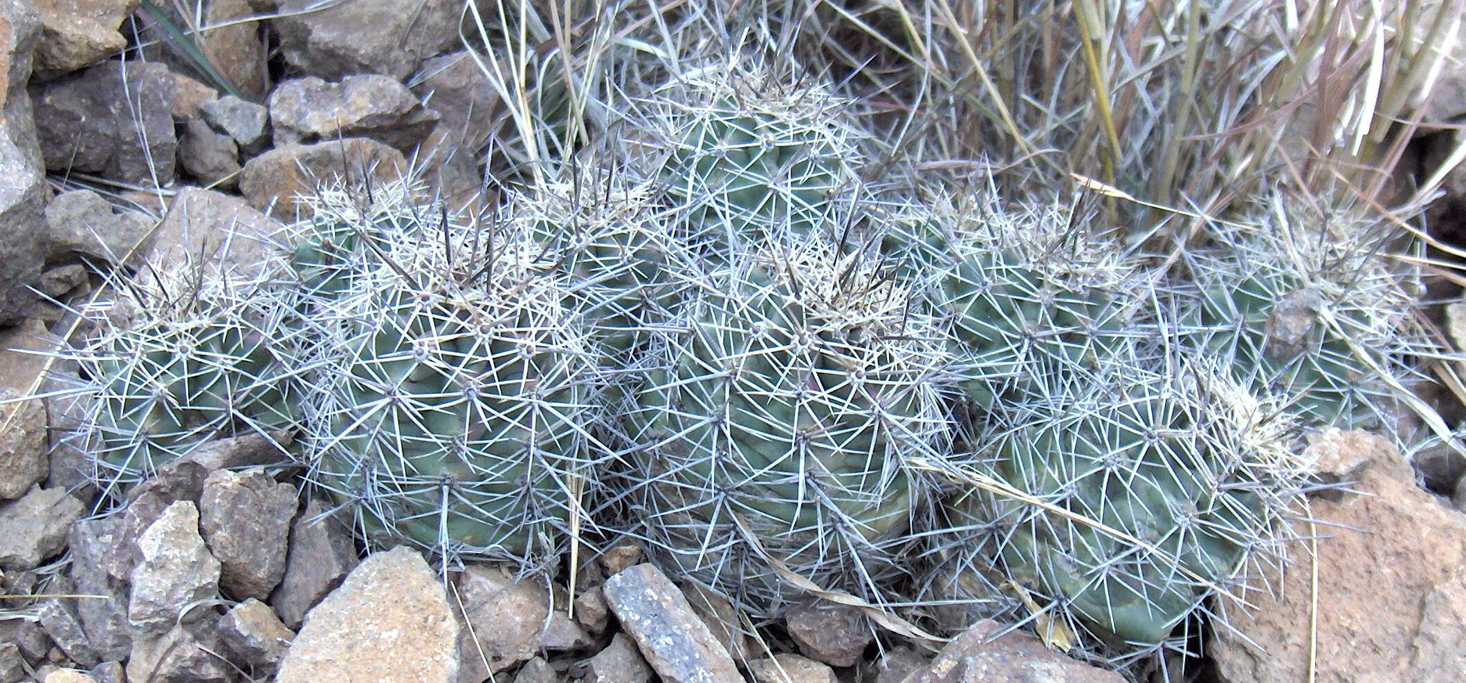 Image of hedgehog cactus