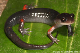 Plethodon shermani Stejneger 1906 resmi