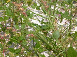 Image of sandbur