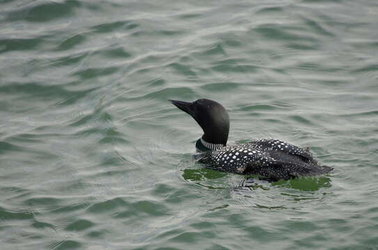 Image of loons