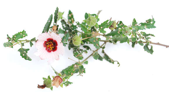 Image of spearleaf swampmallow