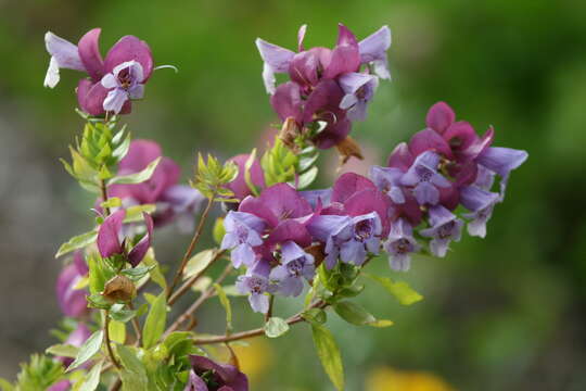 Image of Prostanthera magnifica C. A. Gardner