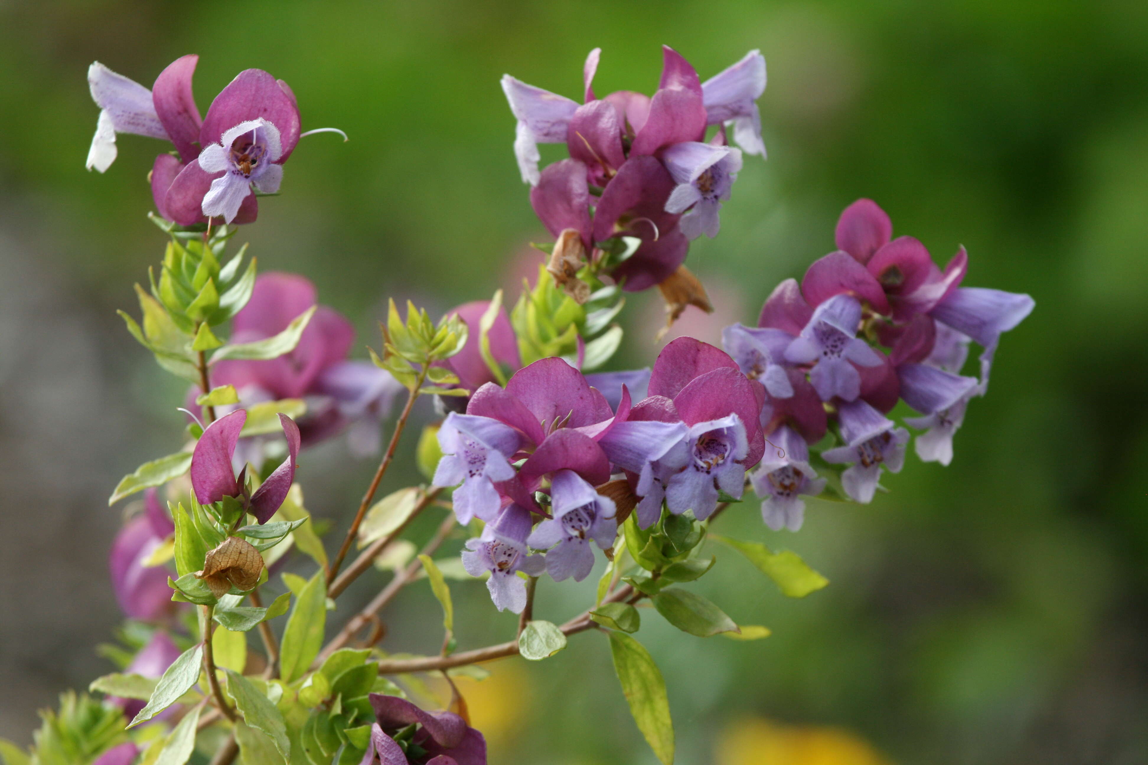 Imagem de Prostanthera magnifica C. A. Gardner