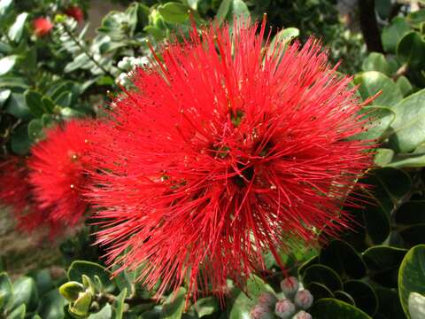 Image of 'ohi'a lehua