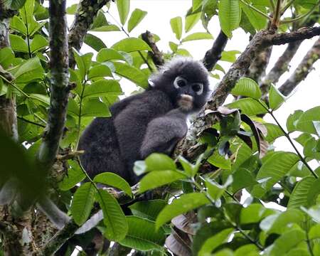 Image of Dusky Langur