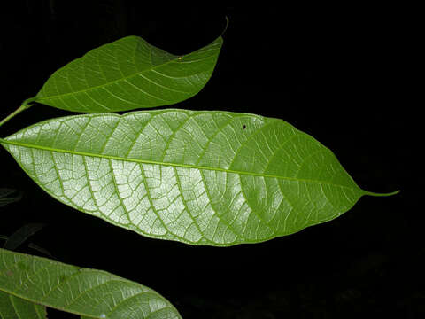 Image of Sorocea pubivena Hemsl.