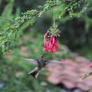 Image of Giant Hummingbird