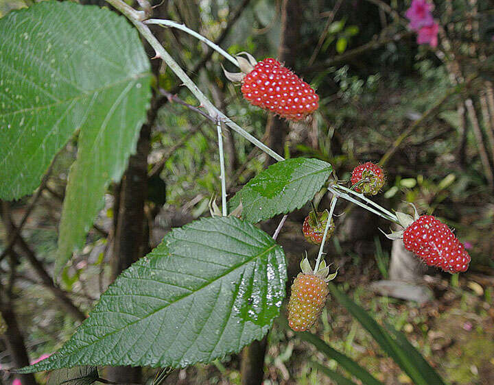 Image of Andes berry