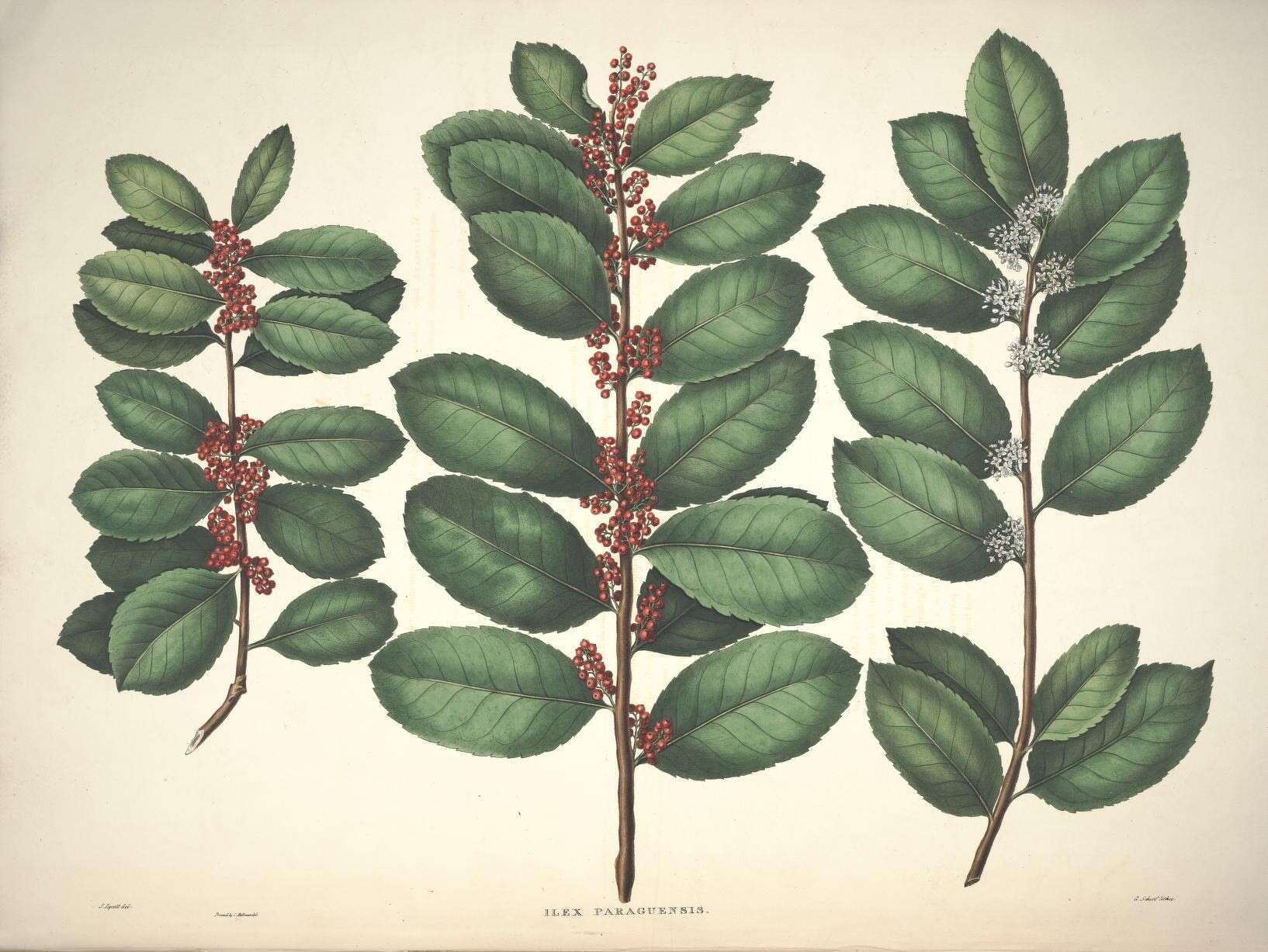 Слика од Ilex paraguariensis A. St.-Hil.