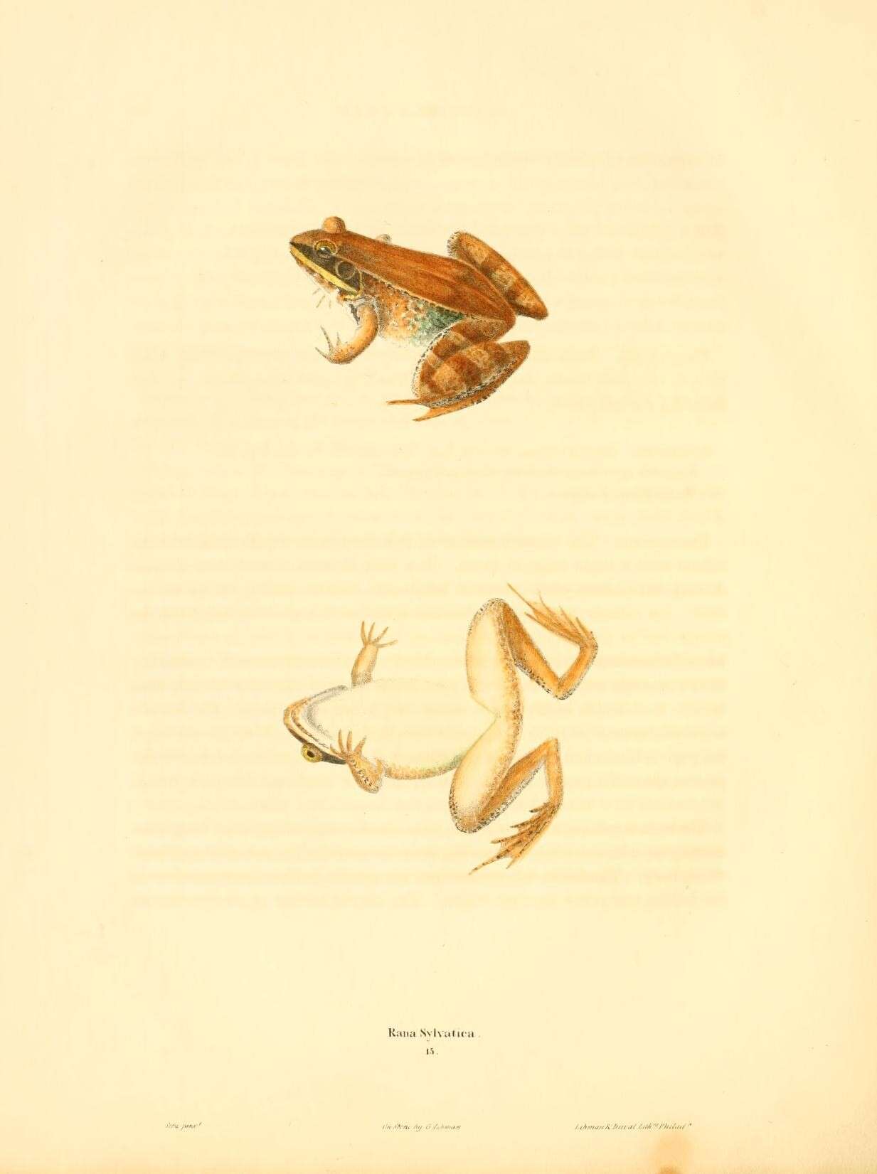 Imagem de Lithobates Fitzinger 1843
