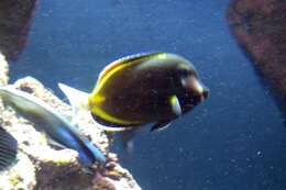 Image of Japan surgeonfish