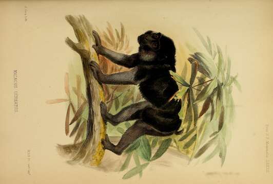 Слика од Macaca ochreata (Ogilby 1841)