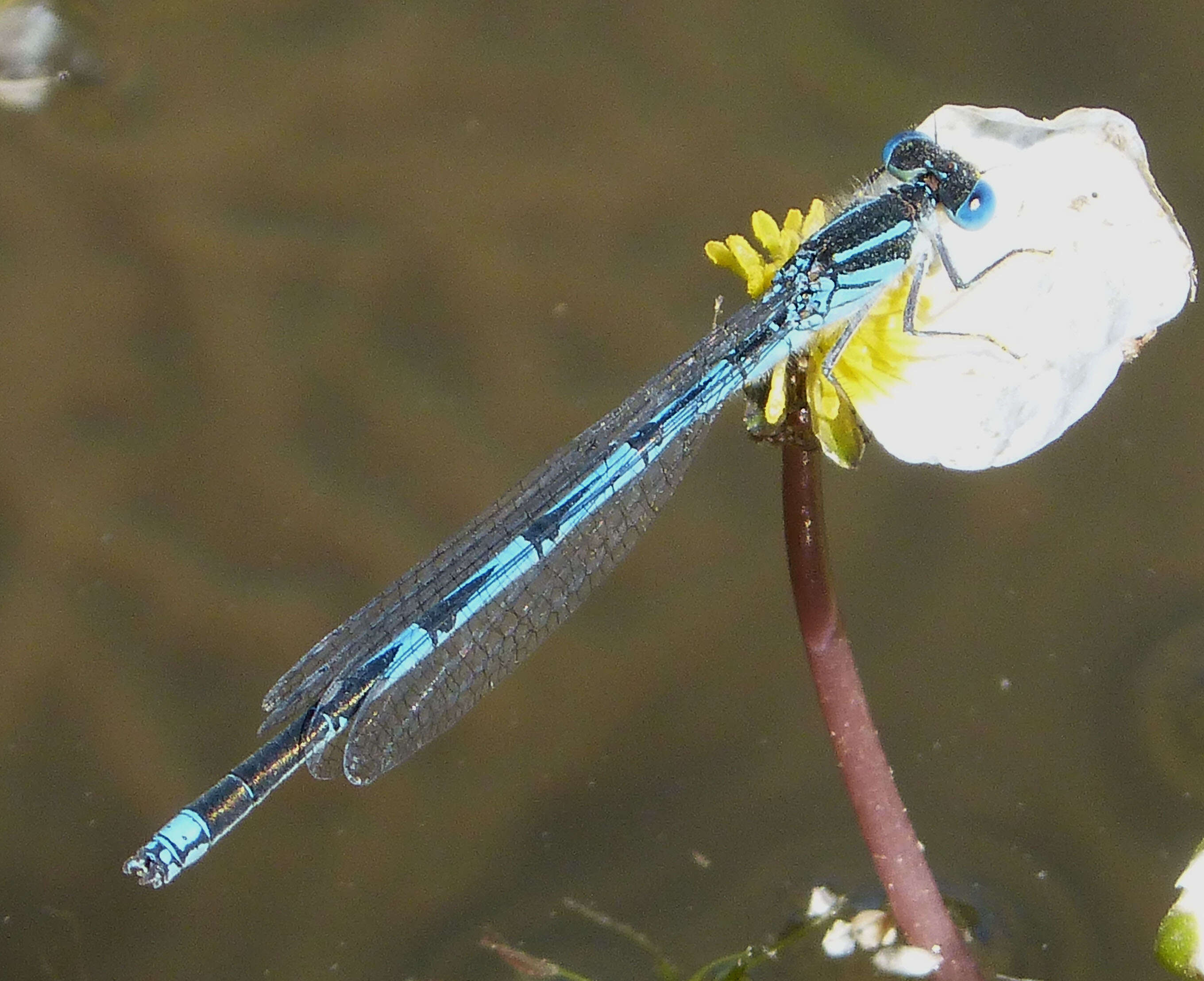 Image of Blue-eye