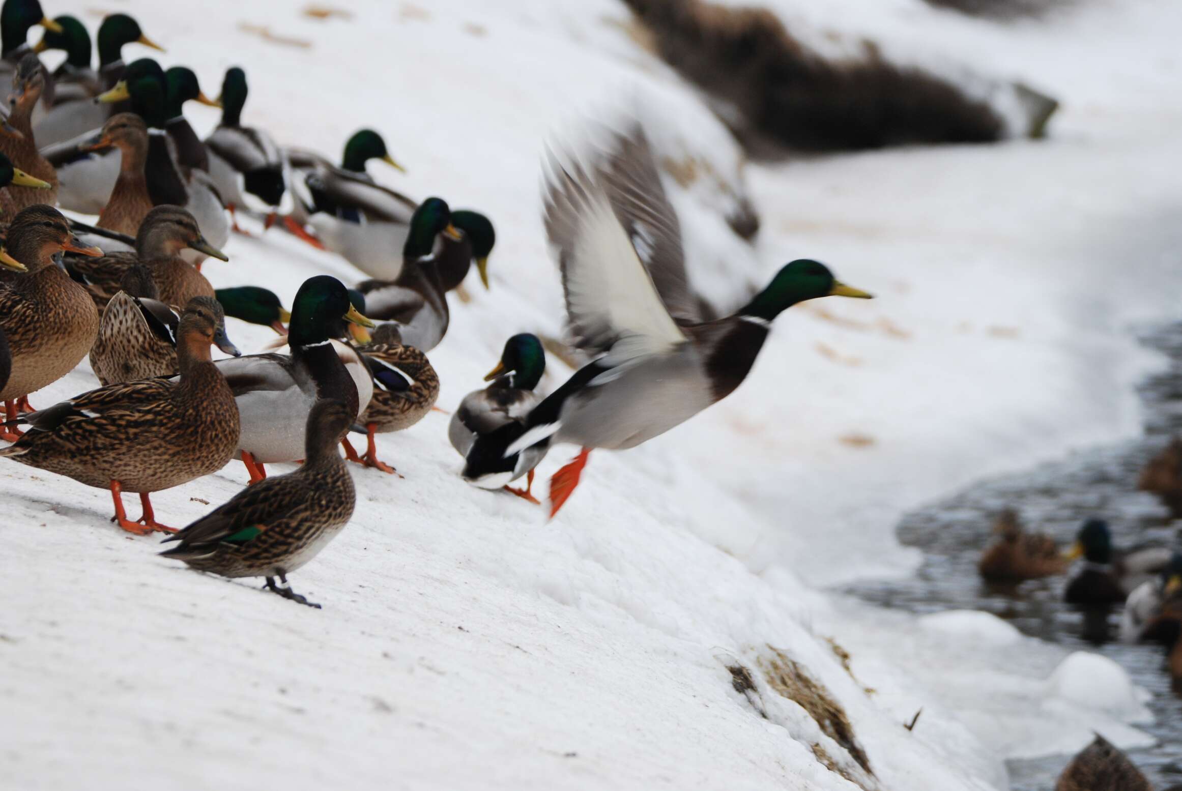 Image of Common Mallard