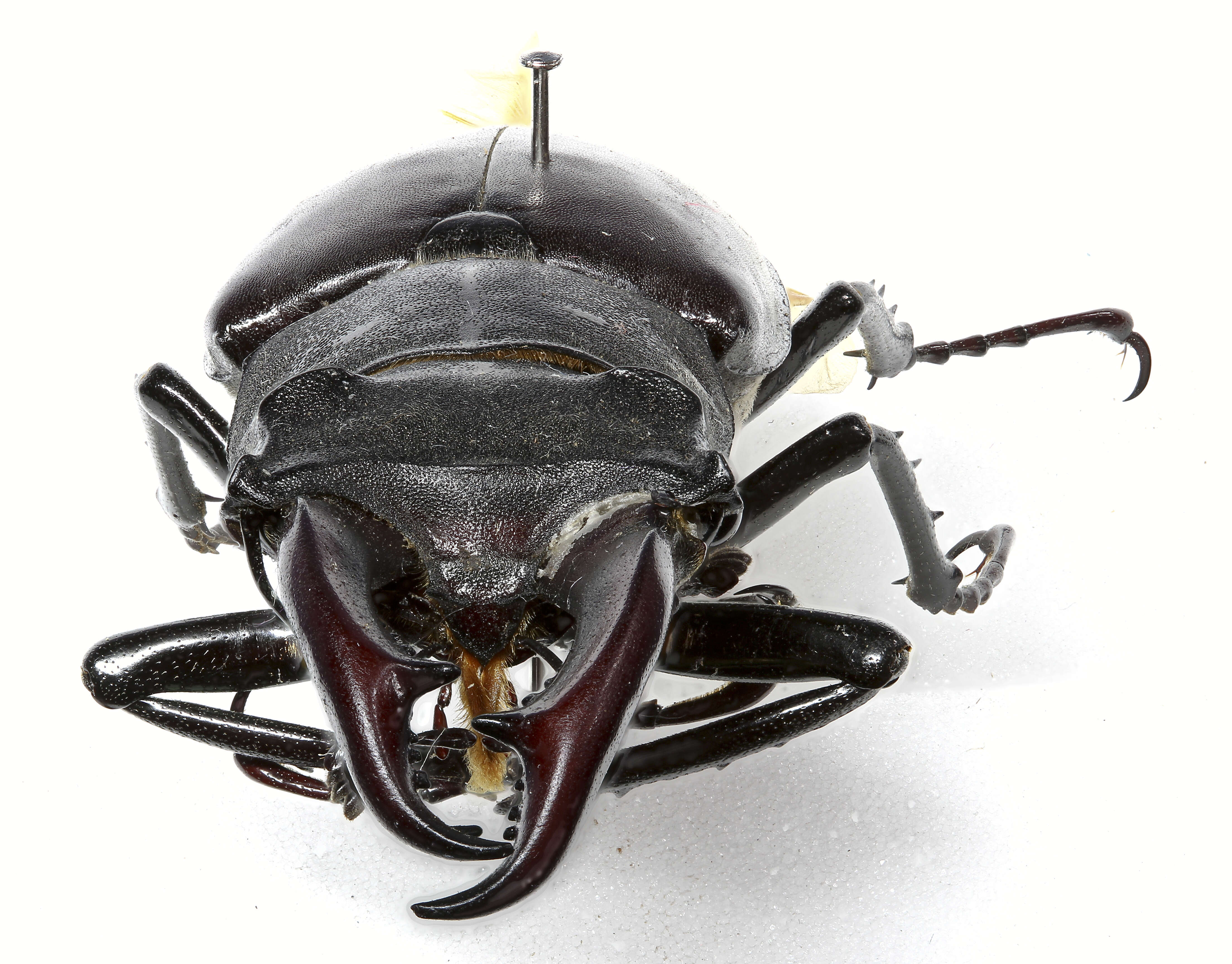 Image of stag beetles