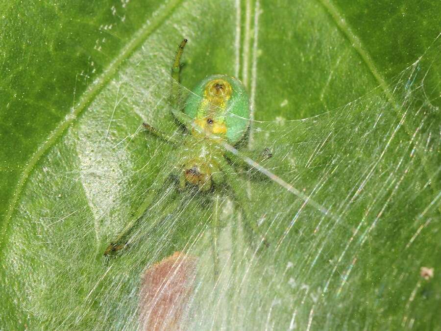 Image de Araneus praesignis (L. Koch 1872)