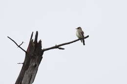 Image of Olive-Sided Flycatcher