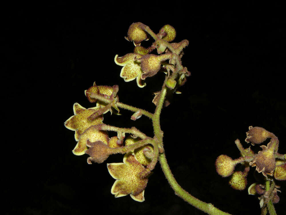 Image of Panama tree