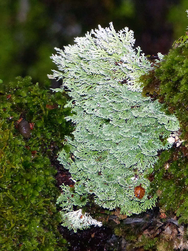 Image of Sphaerophoraceae