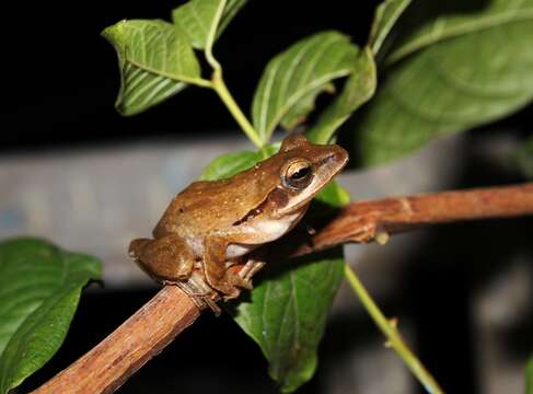 Image of Himalayan Tree Frog