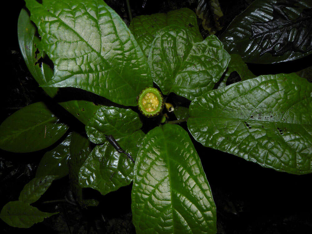 Image of Dorstenia choconiana S. Wats.