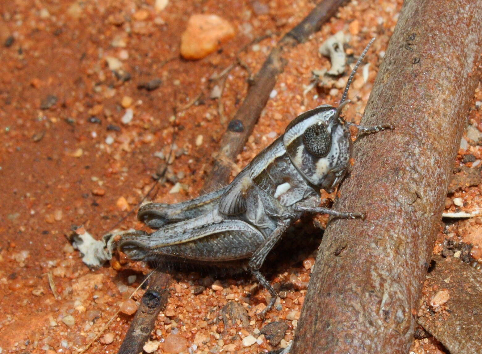 Image of Macrotona