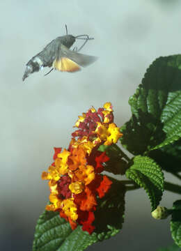 Image of humming-bird hawk moth