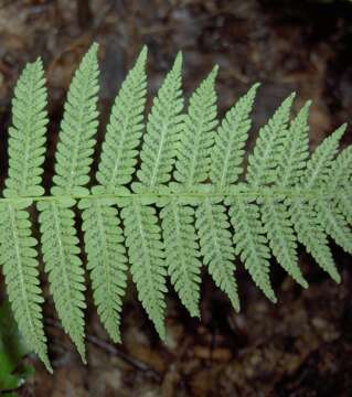 Image of Clinton's woodfern