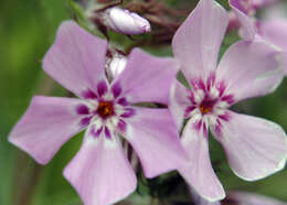 Image of downy phlox