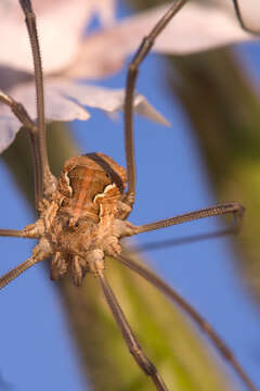 Image of Phalangiidae