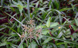 Image of fragrant flatsedge