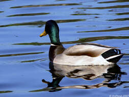 Image of Common Mallard