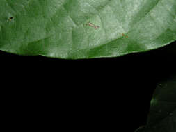 Image of Capparidastrum discolor (J. D. Sm.) Cornejo & Iltis