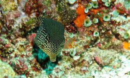 Image of Reticulate boxfish