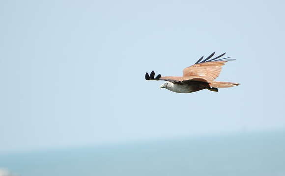 Image of Brahminy Kite