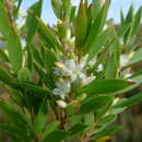 Sivun Leucopogon esquamatus R. Br. kuva