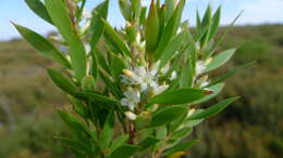 Слика од Leucopogon esquamatus R. Br.