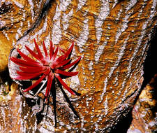 Image of Erythrina coralloides DC.