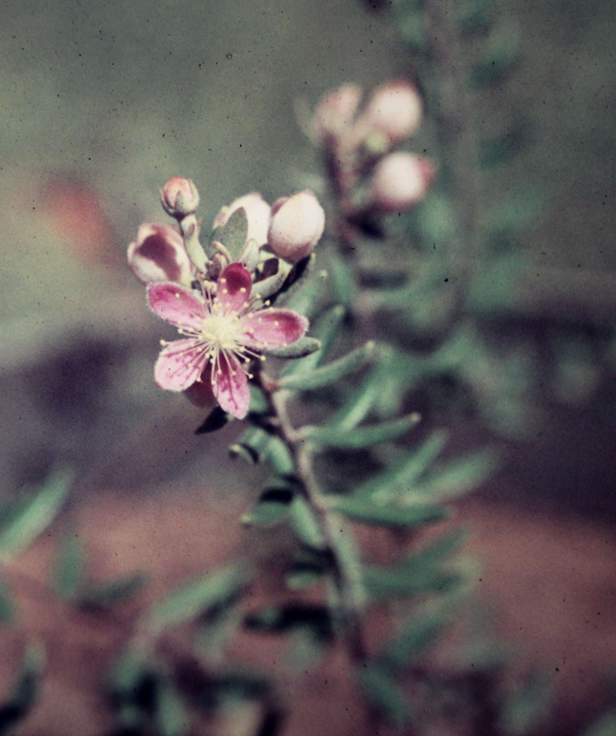 صورة Lithomyrtus