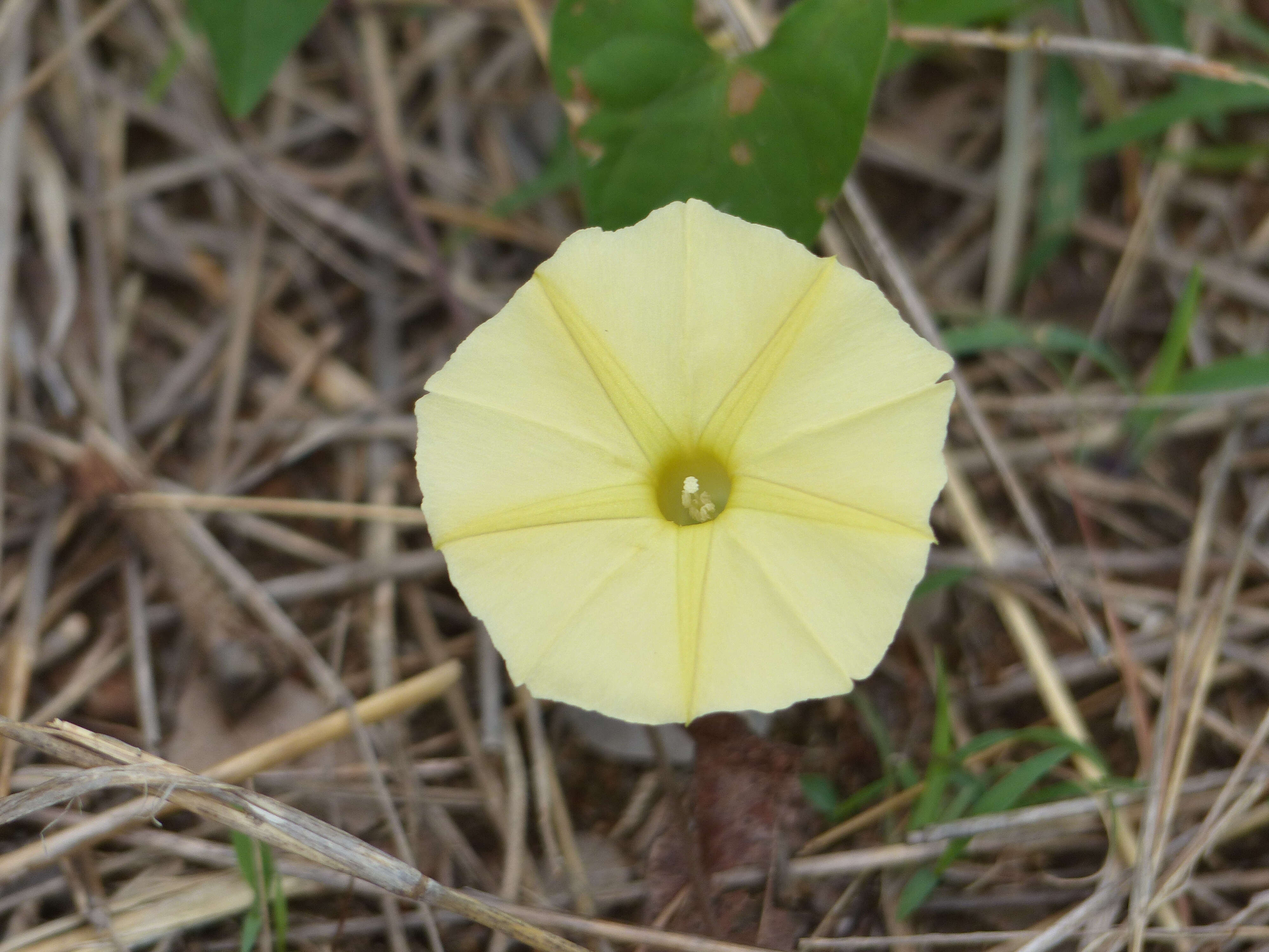 Image of Obscure Morning Glory