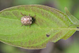 Image of Calligrapha